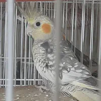 عروس هلندی معروف به گلباقالی 9ماه