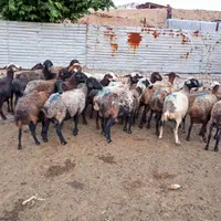 ماده گوشتی جهت قربانی|حیوانات مزرعه|قزوین, |دیوار