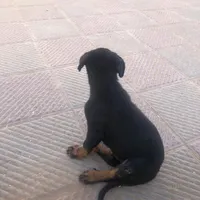 توله روت وایلر نر