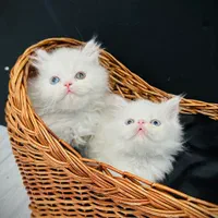 گربه بریتیش / اسکاتیش / پرشین گوگولی و بامزه|گربه|اهواز, کیانپارس |دیوار