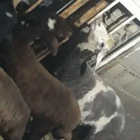 نر بره دلاق افشار چاق