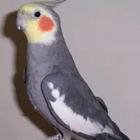 گم شده