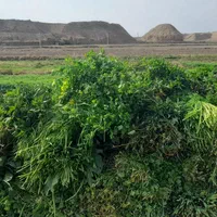 سبزی خورشتی تازه تمیز بدون یه زره اب|خوردنی و آشامیدنی|کوهدشت, |دیوار