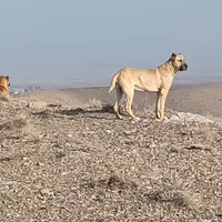 سگ گمشده