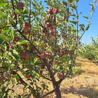 باغ فروشی روستای خوش آب و هوای ابر