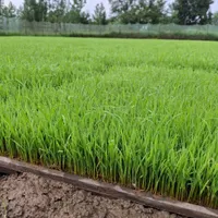توم نشا باکسی ودستی هاشمی|خدمات باغبانی و درختکاری|رشت, حومه رشت|دیوار