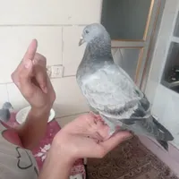 دوکبوتر پلاکی گم شدند