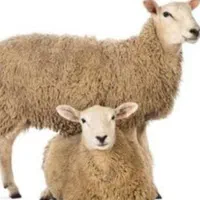 دامپروری نروماده چاق گوشتی باقصاب|حیوانات مزرعه|تهران, جیحون|دیوار