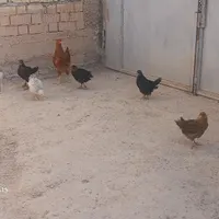 جوجه مرغ وخروس|حراج|آباده, |دیوار