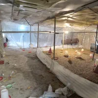 مرغداری اجاره|اجارهٔ دفتر صنعتی، کشاورزی، تجاری|لاهیجان, آهندان|دیوار