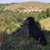 سگ دوبرمن نگهبان گارد رشت پت