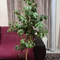 درختچه بنجامین|گل و گیاه طبیعی|تهران, حشمتیه|دیوار