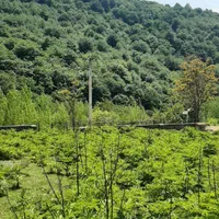 فروش ویژه ی زمین سنددار در سوادکوه|فروش زمین و ملک کلنگی|زیرآب, |دیوار