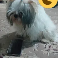 سگ گمشده