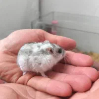 تخفیف بلک فرایدی ۴ روز تا پایان همستر کمپل و سوری|موش و خرگوش|ایلام, |دیوار