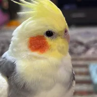 عروس هلندی گمشده