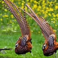 خرید و فروش طاووس و پرندگان زینتی|پرنده|اصفهان, رهنان|دیوار