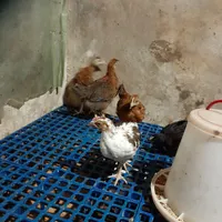 جوجه محلی اصیل