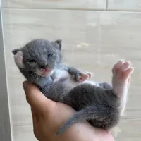 گربه طوسی