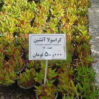 کراسولا آتشین (کالیسیا رپنز)|گل و گیاه طبیعی|تهران, عباس‌آباد|دیوار