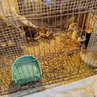 جوجه بوقلمون و تخم نطفه دار