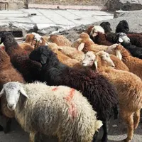 گوسفند زنده همراه باقصاب مجرب ارسال رایگان|حیوانات مزرعه|شهریار, |دیوار