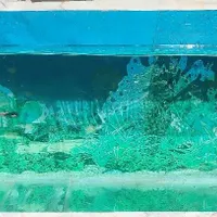 اکواریوم