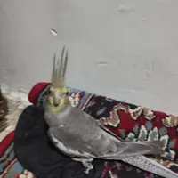 عروس هلندی نر 4ماه|پرنده|تهران, جلیلی|دیوار