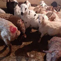 گوسفند زنده جهت قربانی درعظیمیه وکل کرج|حیوانات مزرعه|کرج, عظیمیه|دیوار
