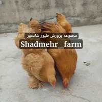 جوجه و تخم نطفه دار برهما برهوما نژاد لمون و بوف|حیوانات مزرعه|شیروان (خراسان), |دیوار