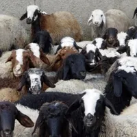 فروش گوسفند زنده بره نر نذری و قربونی|حیوانات مزرعه|قم, میرزائیه|دیوار