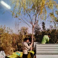 نهالهای کم آب برای مناطق خشک