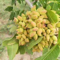 پیوند زنی درخت پسته