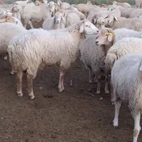 پرواربندی گوسفند دامداری مغانی زنده باقصاب و ارسال|حیوانات مزرعه|کرج, کوی کارمندان شمالی|دیوار