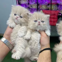 بچه گربه های بی مانند