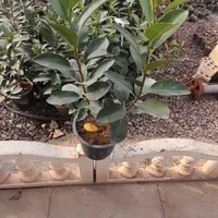 گلخانه باران  گل های آپارتمانی