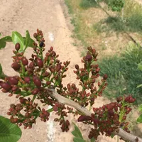 ۲حلقه چاه آب /با۱۴۰هکتار باغ پسته/به روز ومهندسی|فروش دفتر صنعتی، کشاورزی، تجاری|مشهد, کوثر|دیوار