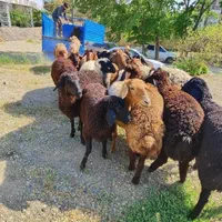 گوسفند عقیقه نوزاد بیمارستانی زاوو حجاج زنده|حیوانات مزرعه|محمدشهر, |دیوار