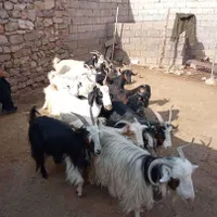 بزغاله