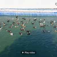 گلخانه باغ پسته و انار و پرورش ماهی|فروش دفتر صنعتی، کشاورزی، تجاری|جوادآباد, |دیوار