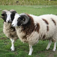 گوسفند زنده