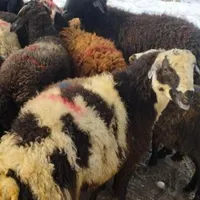 نذری قربانی بزغاله برای ماه محرم|حیوانات مزرعه|قم, چهار مردان|دیوار