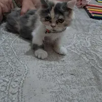 بچه گربه خانگی اصیل فروخته میشود