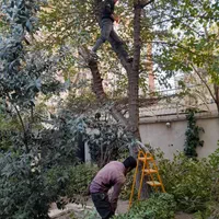 خدمات باغبانی تمام نقاط تهران گل کاری هرس خاکگلدان|خدمات باغبانی و درختکاری|تهران, نیروی هوایی (پیروزی)|دیوار