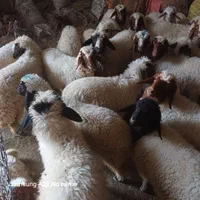 فروش بره و گوسفند
