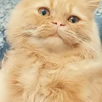 پرشین گارفلیدی