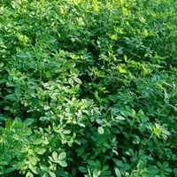فروش یونجه سبز