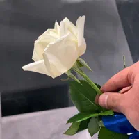 گروه سوپرایز تولد،سالگرد ازدواج/موزیک زنده کافهvip|خدمات پذیرایی، مراسم|تهران, نیاوران|دیوار