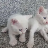 بچه گربه دستی|گربه|آزادشهر, |دیوار