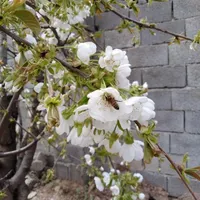 فروش باغچه در کوهسار، باغ شهر آرین